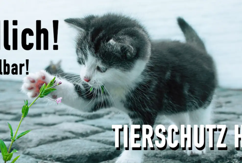 Tierschutz hier. Tierrechte jetzt wählbar.