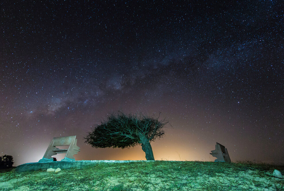 Brasiliens Foto des Monats: Arvore Cabelo Penteado („gut frisierter Baum“) in Luís Correia