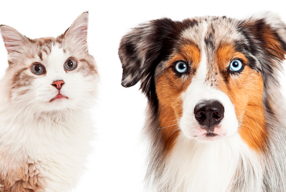 Hilfe für Hund und Katze bei Durchfall und Arthrose