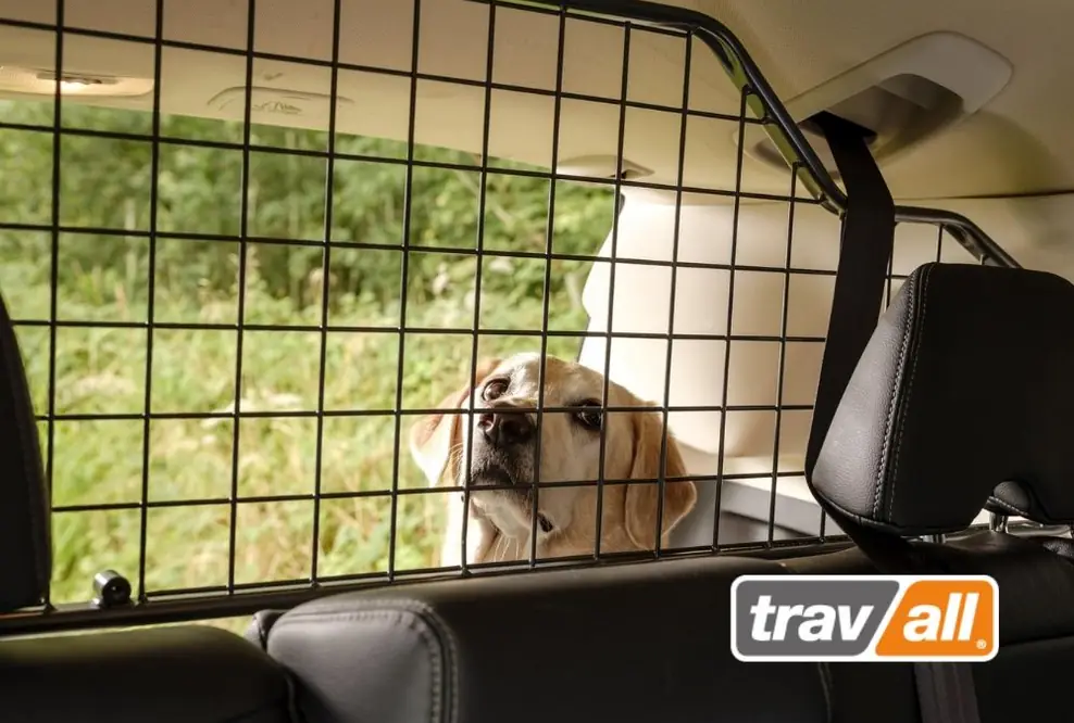 Hunde in kleinen Autos sichern