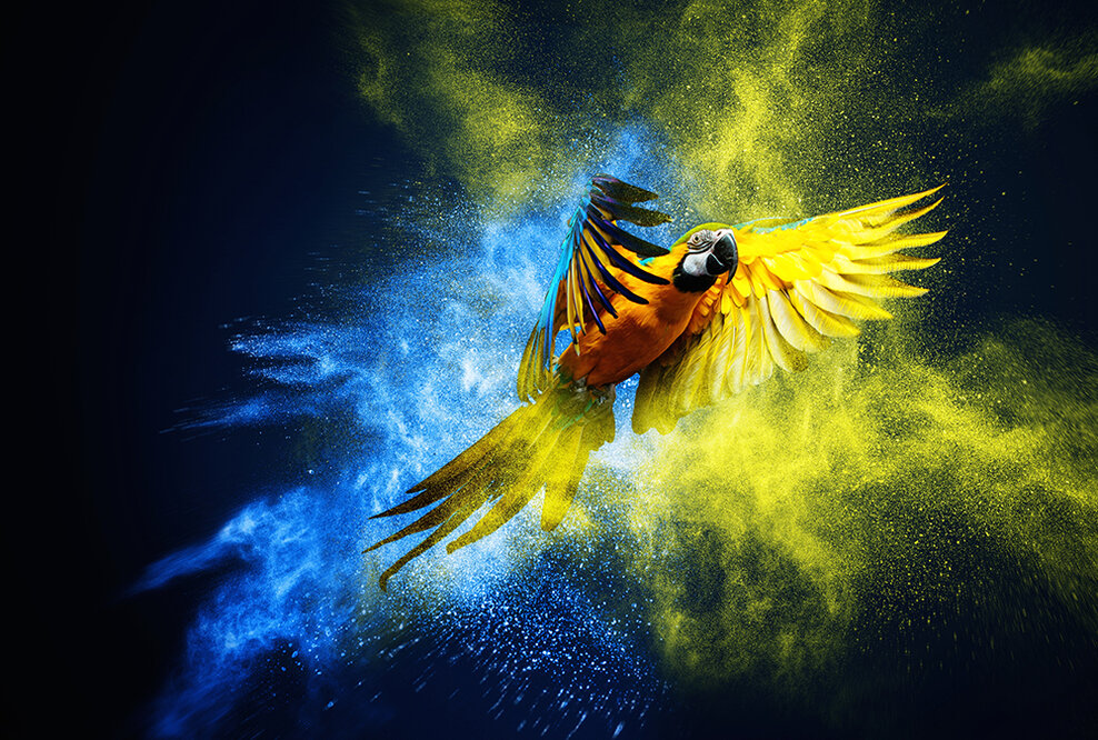 OfG startet staatlich zugelassenen Onlinekurs für Motion Designer