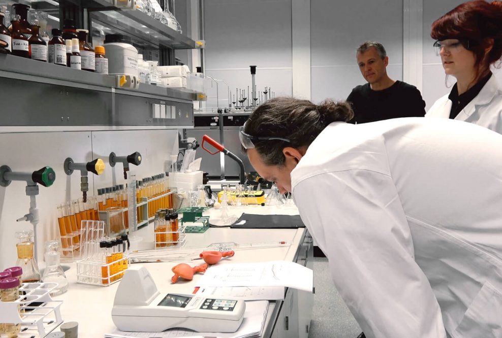 Studie der Universität Siegen: Guayusa-Tee aus Ecuador stellt Grüntee, Mate und Cola in den Schatten