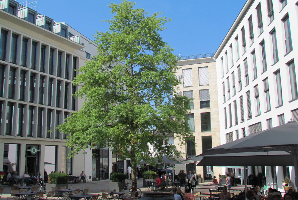 HYDRALIT: Neue Sondersubstrate für starke Bäume