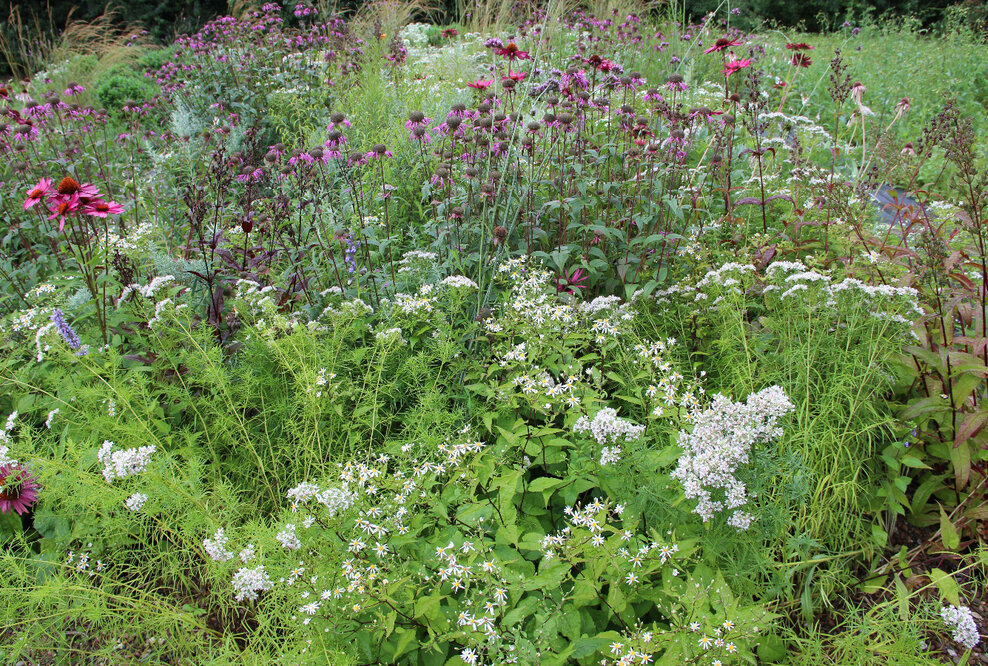 HYDRALIT Staudensubstrate: Zwei Varianten, unzählige Möglichkeiten