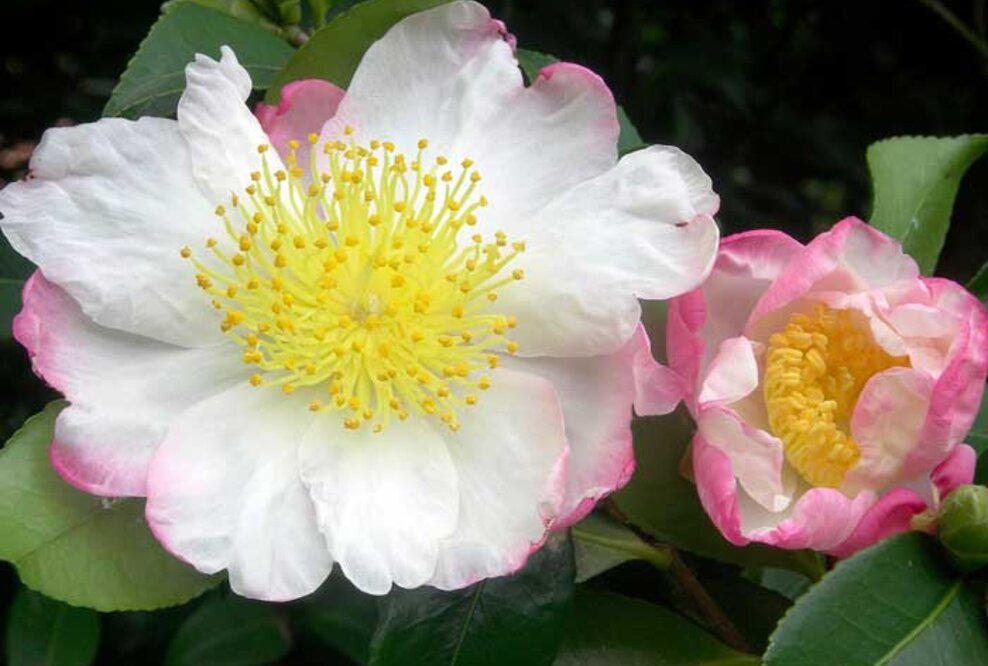 Kamelien am Lago Maggiore - die Winterkönigin wird 15