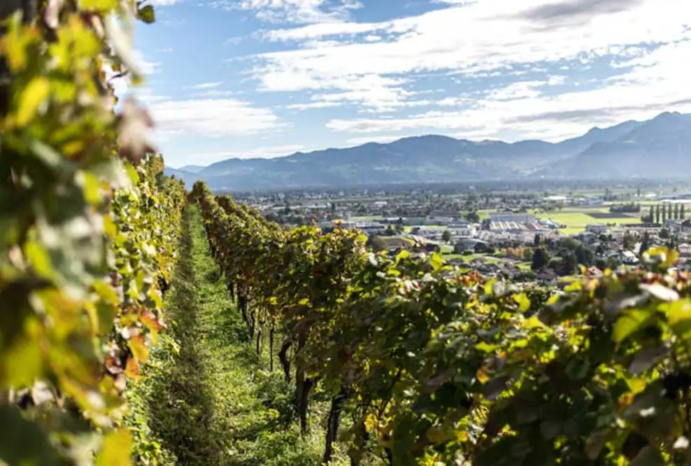 Genussregion St.Gallen-Bodensee: Von der fünften Jahreszeit, den vier B und weiteren Köstlichkeiten