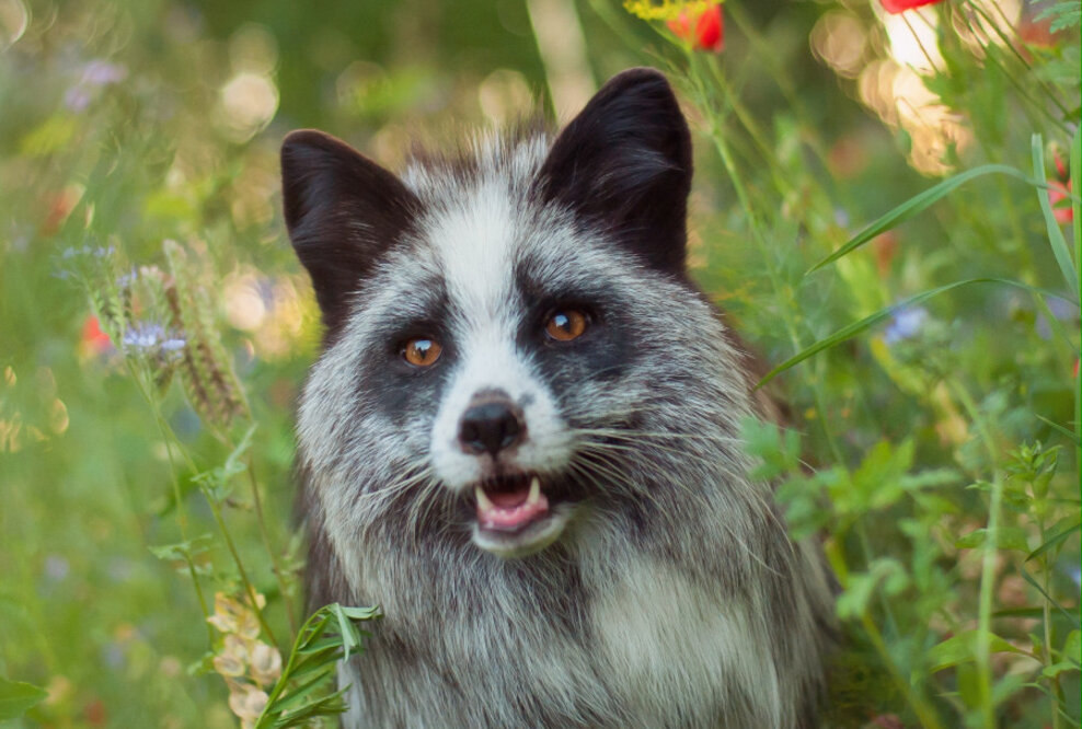 Das vegane Kinderbuch „Carli und der Lebenshof“