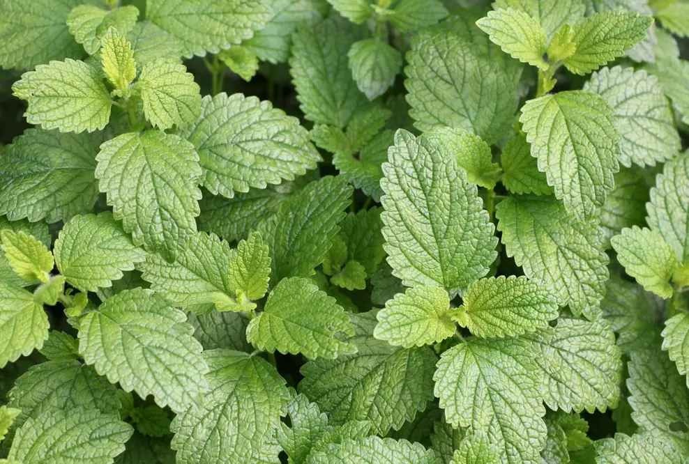 Antivirales Nervenkräutl für ruhigen Körper und Geist