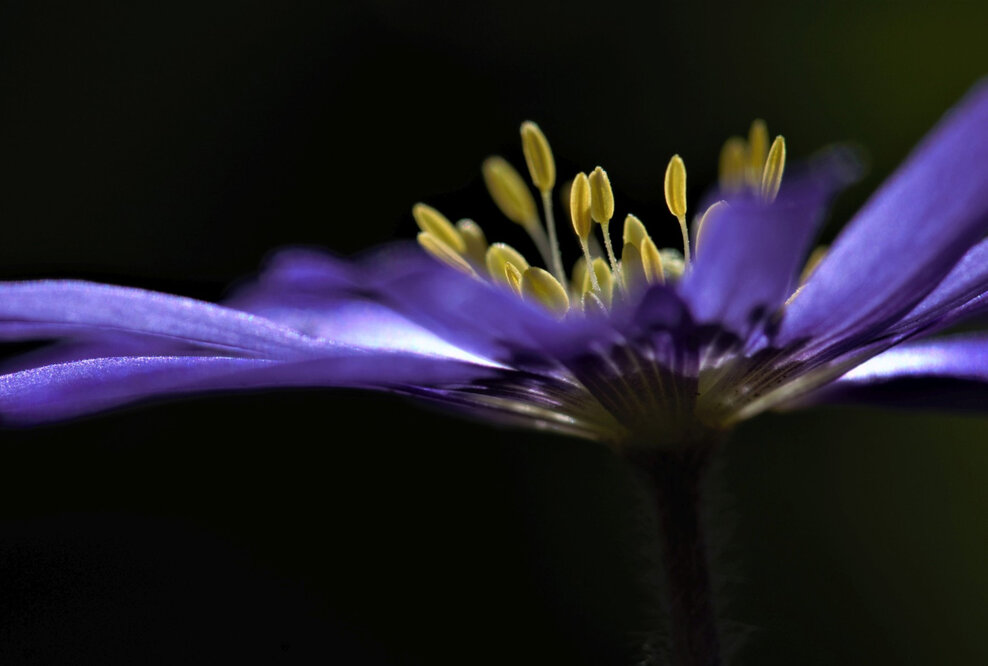 Offener Brief der Friedhofsgesellschaft: Es sind düstere Zeiten