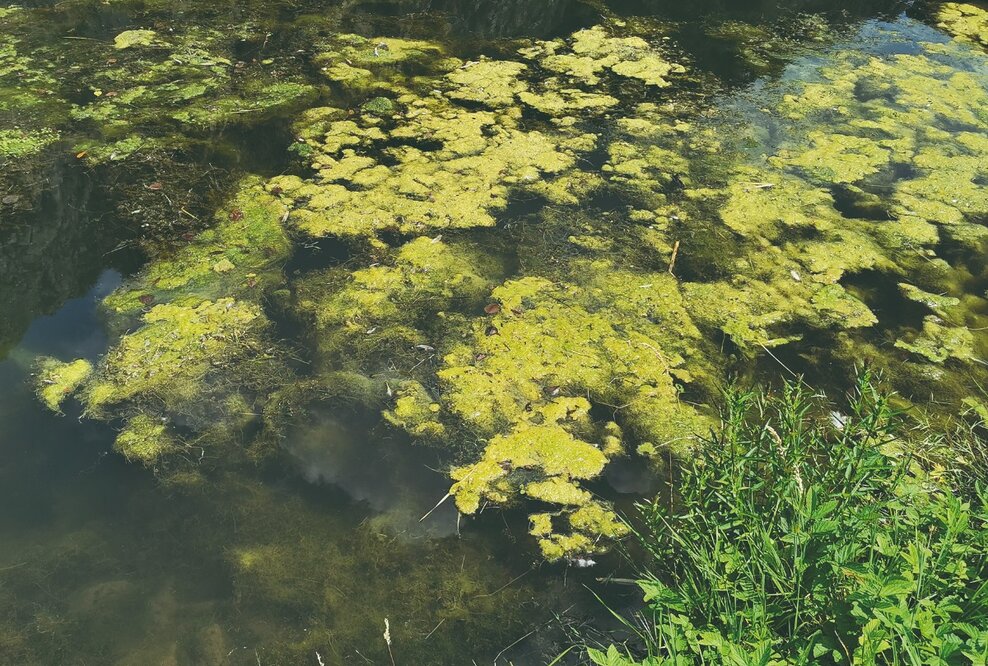 Deutsche Gewässer in schlechtem Zustand - NaturSinn fordert Dialog mit der Landespolitik