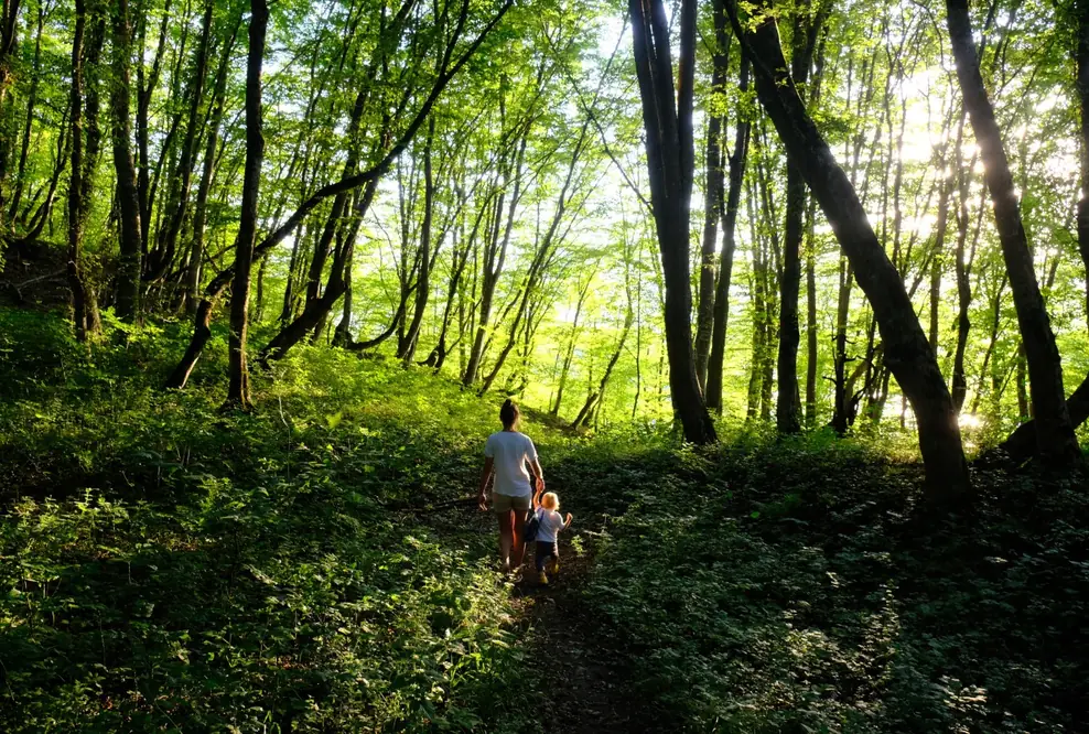 Investitionsprogramm Wald des BMEL: DekaData Software-Kunden erhalten volle Fördersumme
