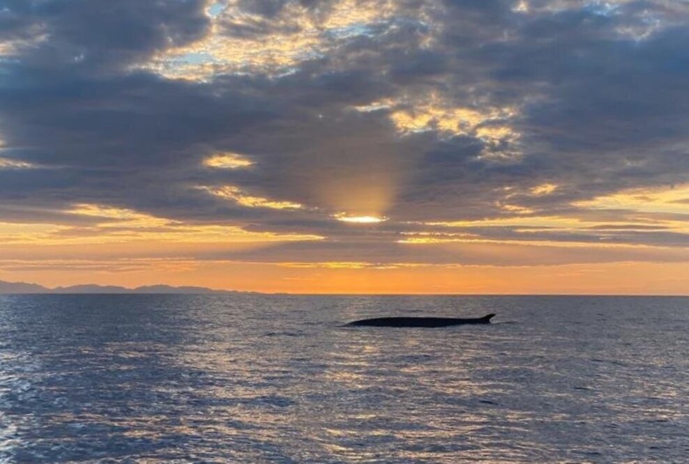 Wale zieht es zum Capo Sant’Andrea