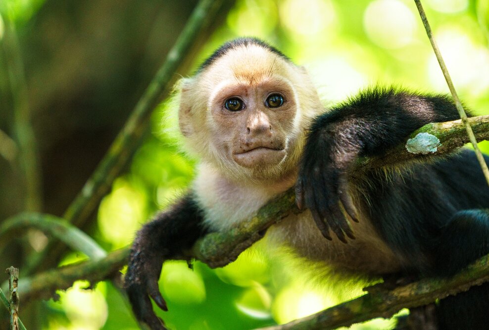 Reisen in Pandemie- Zeiten. Wohin kann man noch verreisen?