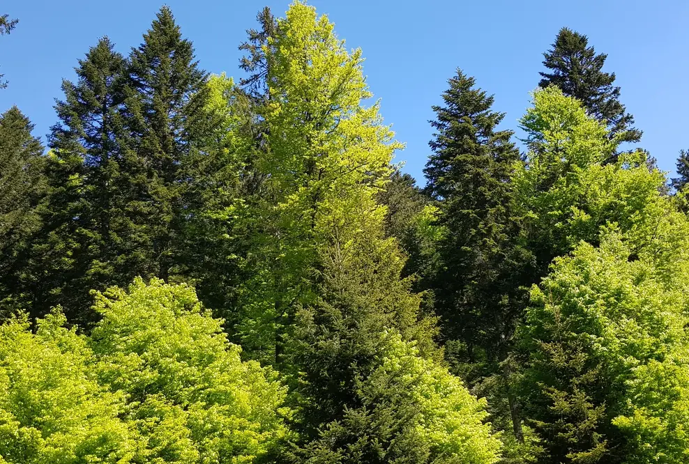 Bauwerk Talk: Wald im Wandel