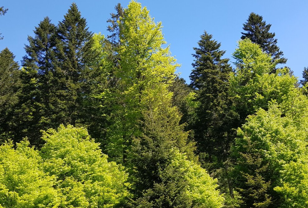 Bauwerk Talk: Wald im Wandel