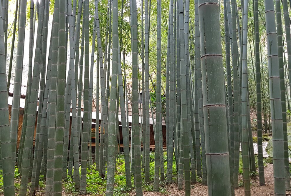 Resilienter Bambus