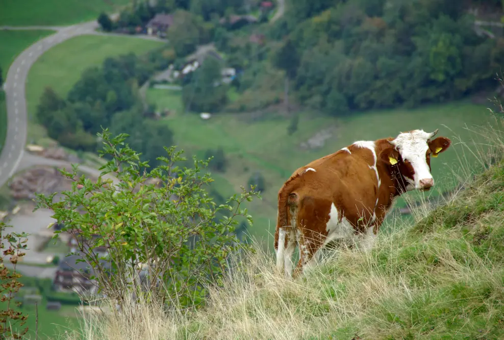 Bauwerk Talk – 10: KUH IM GLÜCK? Verbot der Anbindehaltung und die Folgen für den Schwarzwald