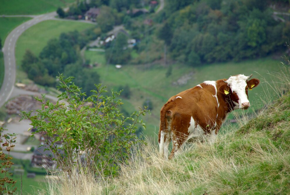Bauwerk Talk – 10: KUH IM GLÜCK? Verbot der Anbindehaltung und die Folgen für den Schwarzwald