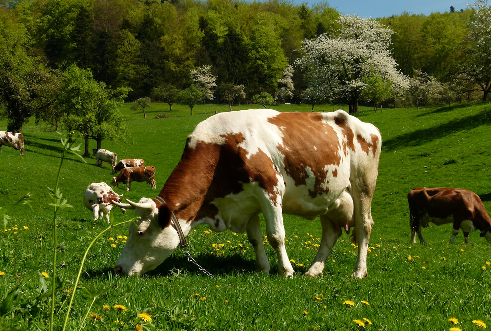 Bauwerk Talk – 10: KUH IM GLÜCK? Verbot der Anbindehaltung und die Folgen für den Schwarzwald