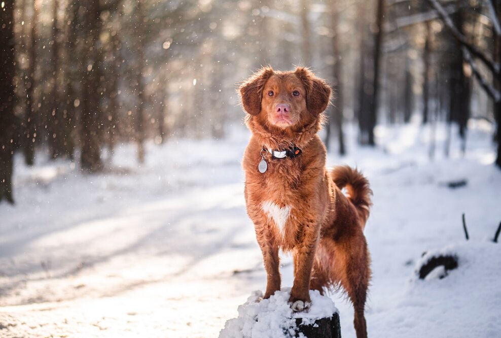 Hund im Schnee