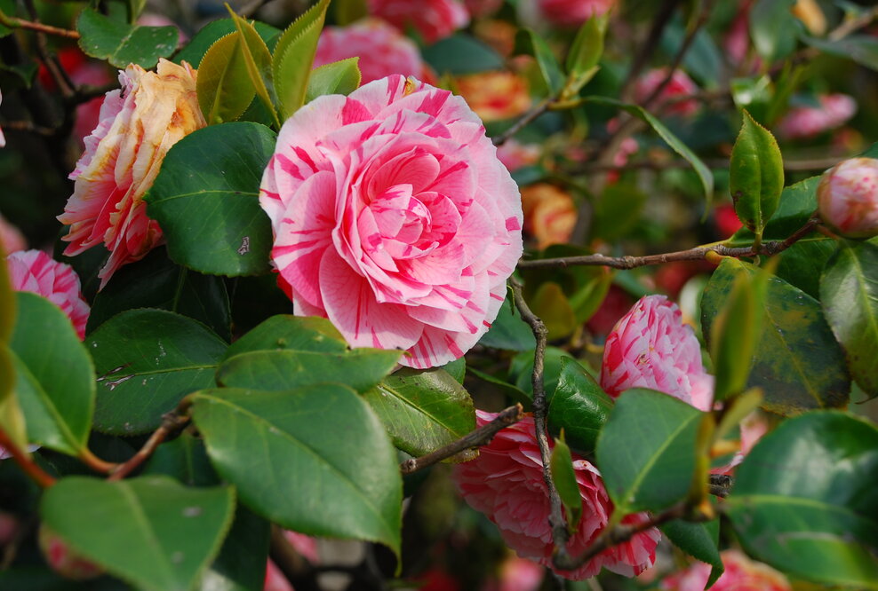 Blumen am Lago Maggiore, Italien