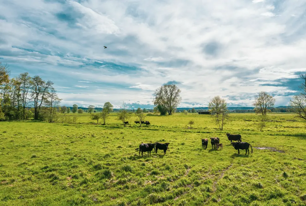 Moorschutz mittels Klimazertifikaten Die von der Audi Stiftung für Umwelt geförderte Machbarkeitsstudie „CO2-regio“ hat untersucht, wie sich Maßnahmen zur Wiedervernässung in Bayerns größtem Niedermoor Donaumoos mit den Bedürfnissen ortsansässiger Landwirtschaftsbetriebe vereinbaren ließen.