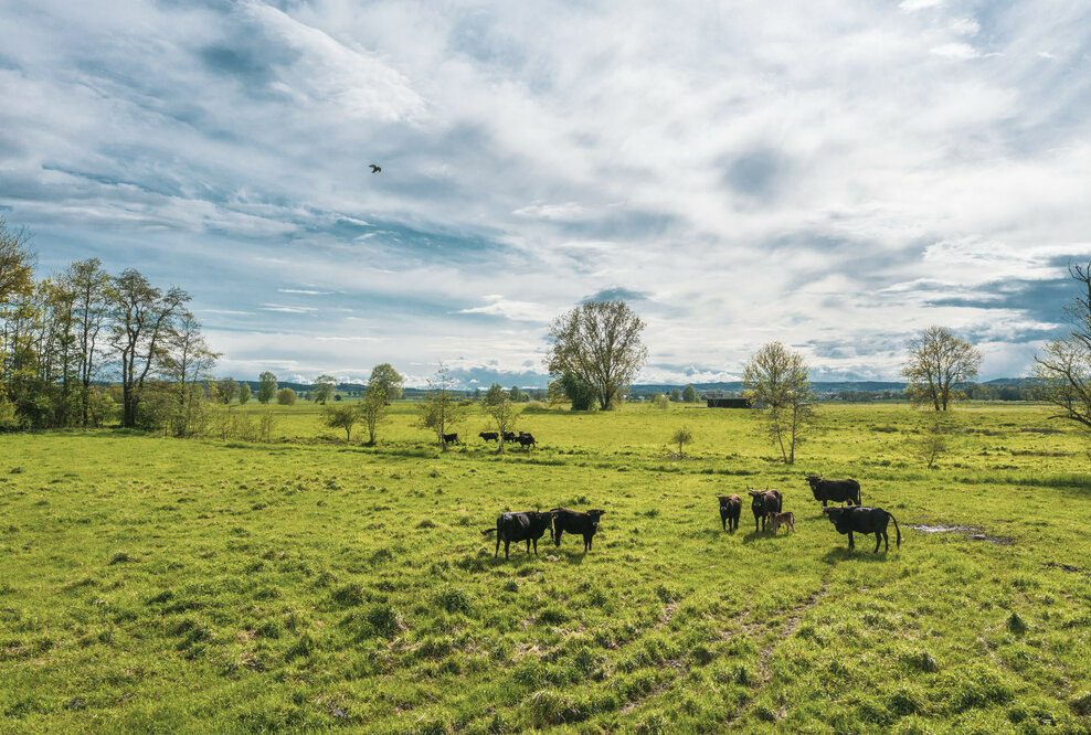 Moorschutz mittels Klimazertifikaten Die von der Audi Stiftung für Umwelt geförderte Machbarkeitsstudie „CO2-regio“ hat untersucht, wie sich Maßnahmen zur Wiedervernässung in Bayerns größtem Niedermoor Donaumoos mit den Bedürfnissen ortsansässiger Landwirtschaftsbetriebe vereinbaren ließen.