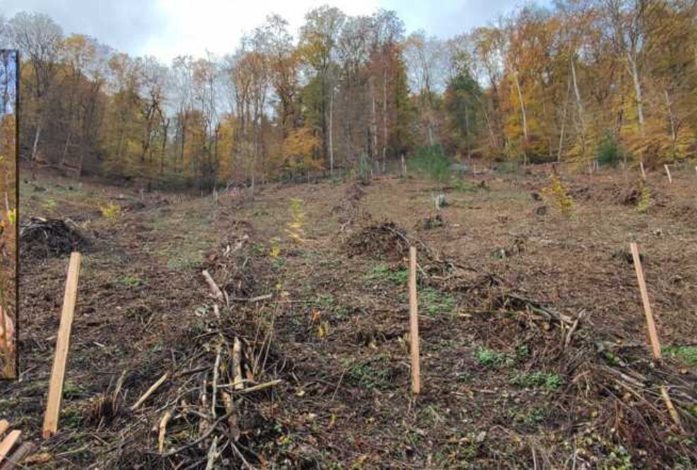 Wiederaufforstung im Feisternachttal