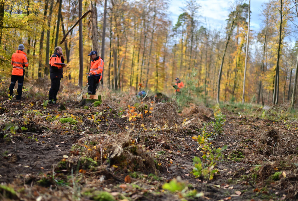 An den ausgewählten Pflanzstellen werden die Setzlinge von Mitarbeitern der Kommunal- und Landesforste ausgebracht. Jeder Baum, der gespendet wird über Planet Tree, wird auch gepflanzt.
