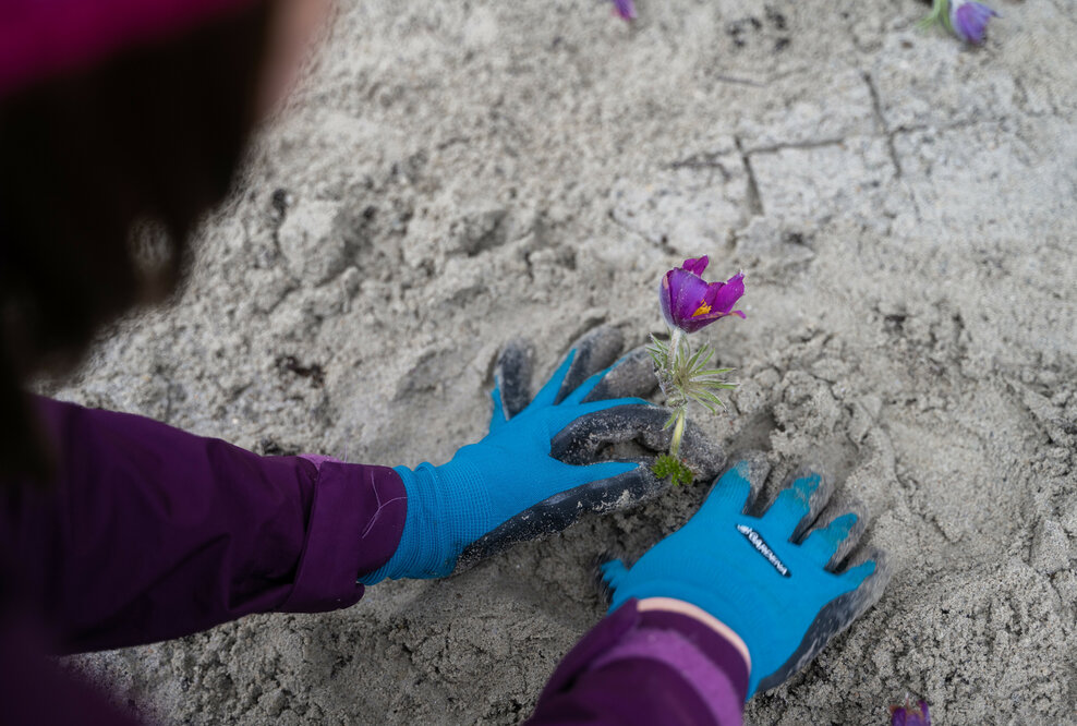Audianer_innen bepflanzten im Rahmen eines Abteilungsworkshops auf dem Werksgelände eine 500 Quadratmeter große Fläche mit 5.000 regionaltypischen Wildstauden.