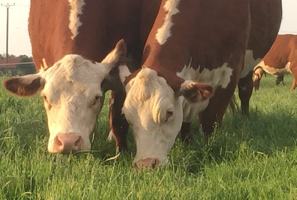 Weidefleisch Rindfleisch Humusaufbau
