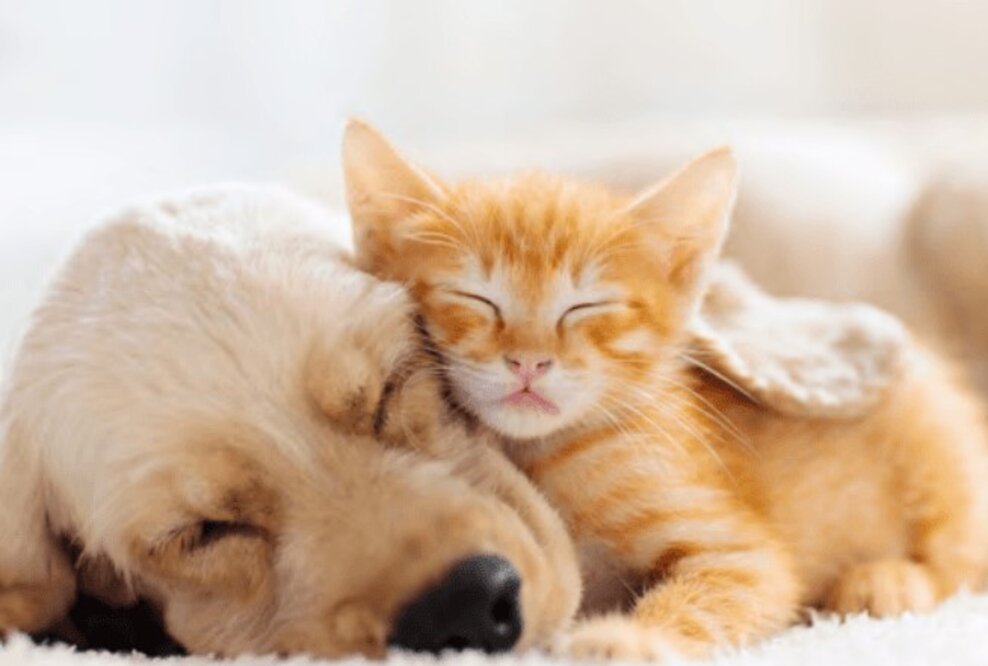 Hawkcell kommt gut voran und erweitert seine digitalen Leistungen auch auf die Auswertung von CT-Bildern