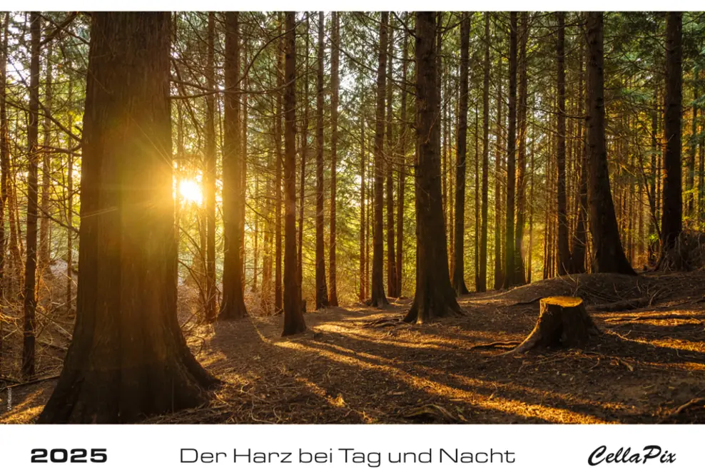 Titelbild des Harzkalenders 2025: Tiefstehende Sonne im Wald