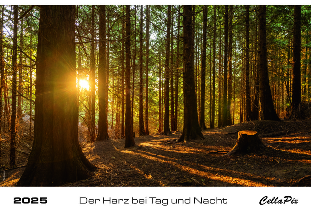 Titelbild des Harzkalenders 2025: Tiefstehende Sonne im Wald