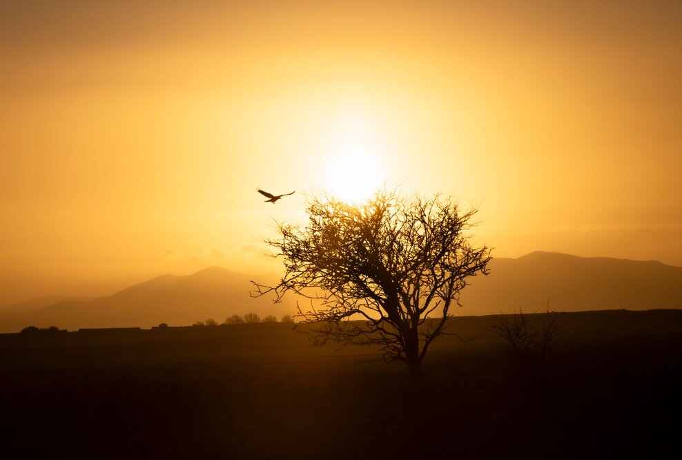 Crowlight Partners - Your Strategic Edge in Negotiations