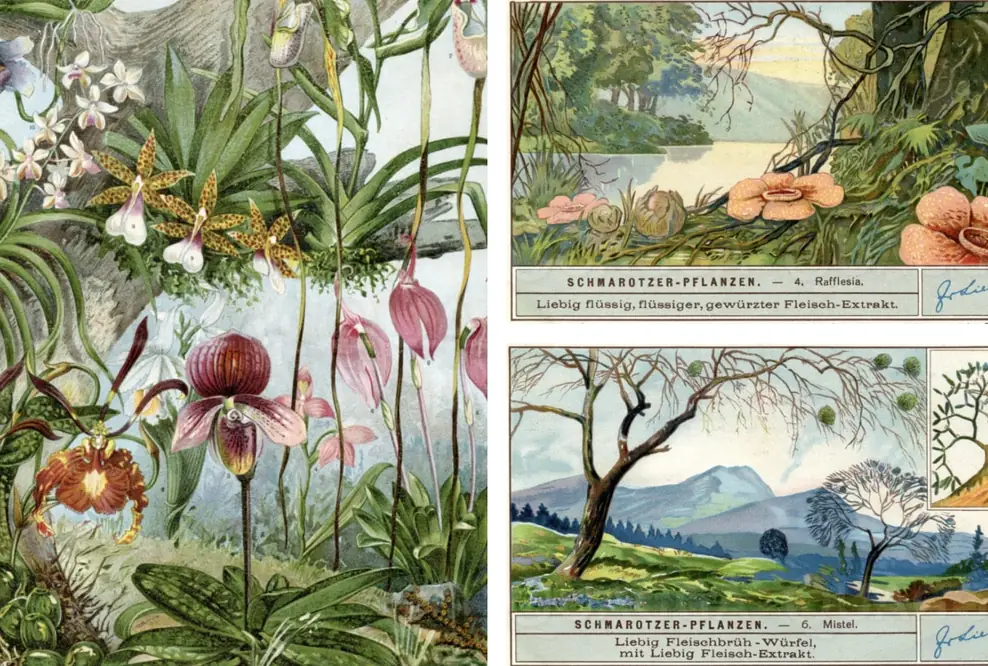 Bäume als Lebensraum: Orchideen-Arten und Schmarotzerpflanze.n