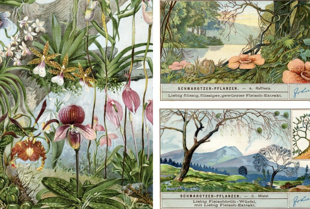 Bäume als Lebensraum: Orchideen-Arten und Schmarotzerpflanze.n