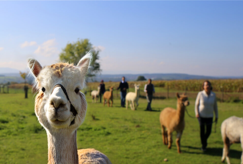 Alpakawanderung