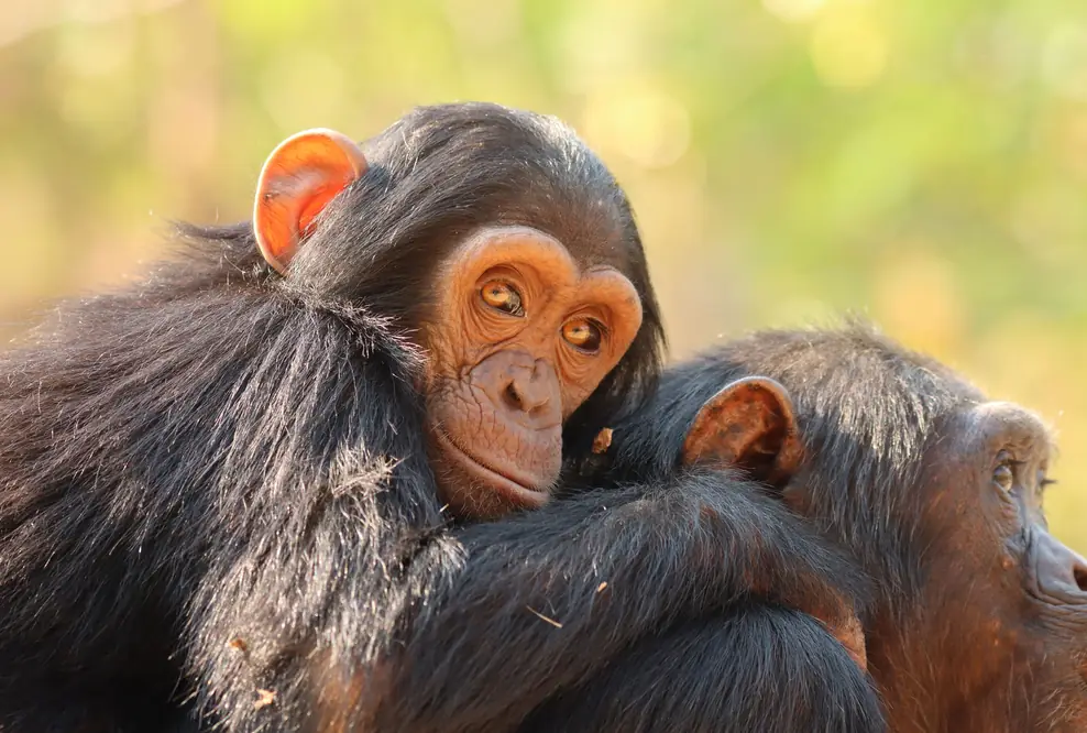  Schimpansen im Chimfunshi Wildlife Orphanage Trust Sambia