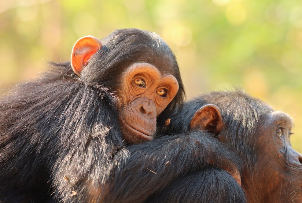  Schimpansen im Chimfunshi Wildlife Orphanage Trust Sambia