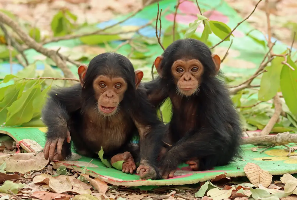 Die Schimpansen-Zwillinge Reya und Robbie im Chimfunshi Wildlife Orphanage Trust in Sambia.