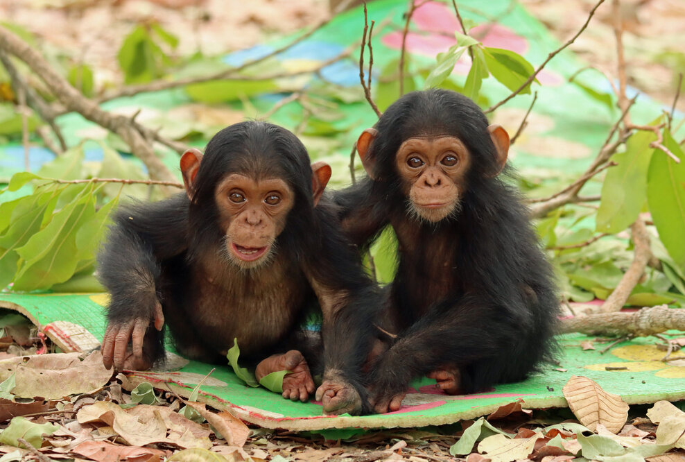 Die Schimpansen-Zwillinge Reya und Robbie im Chimfunshi Wildlife Orphanage Trust in Sambia.