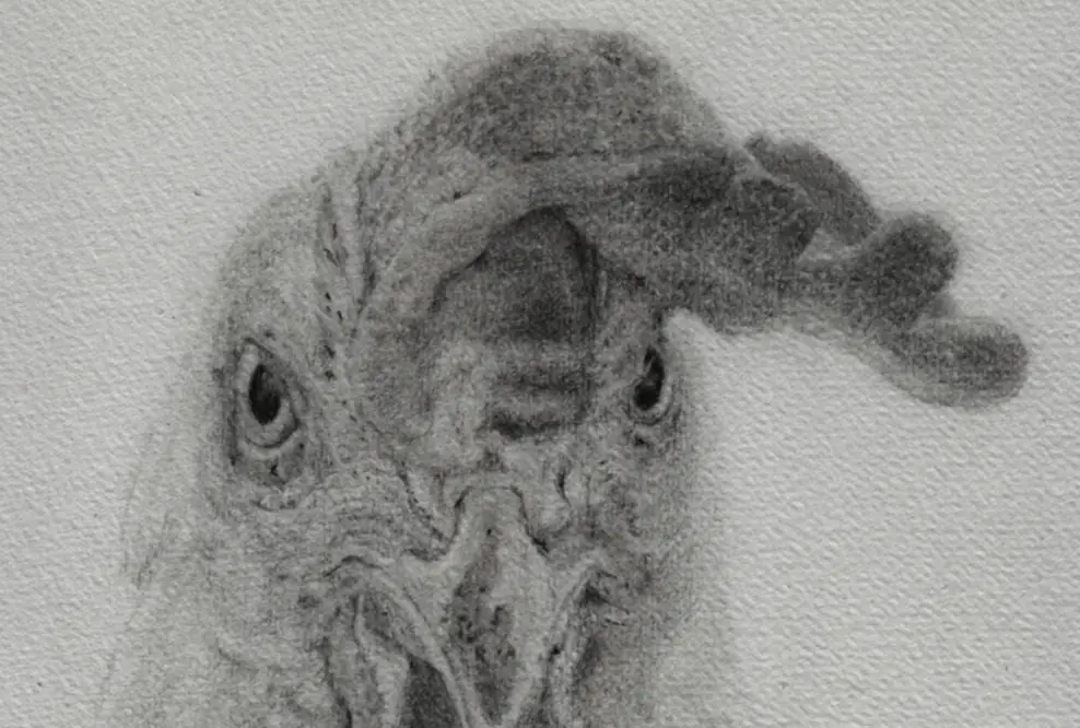 Portrait eines Huhnes, das den Betrachter angriffslustig mustert. Graphit auf Papier.
