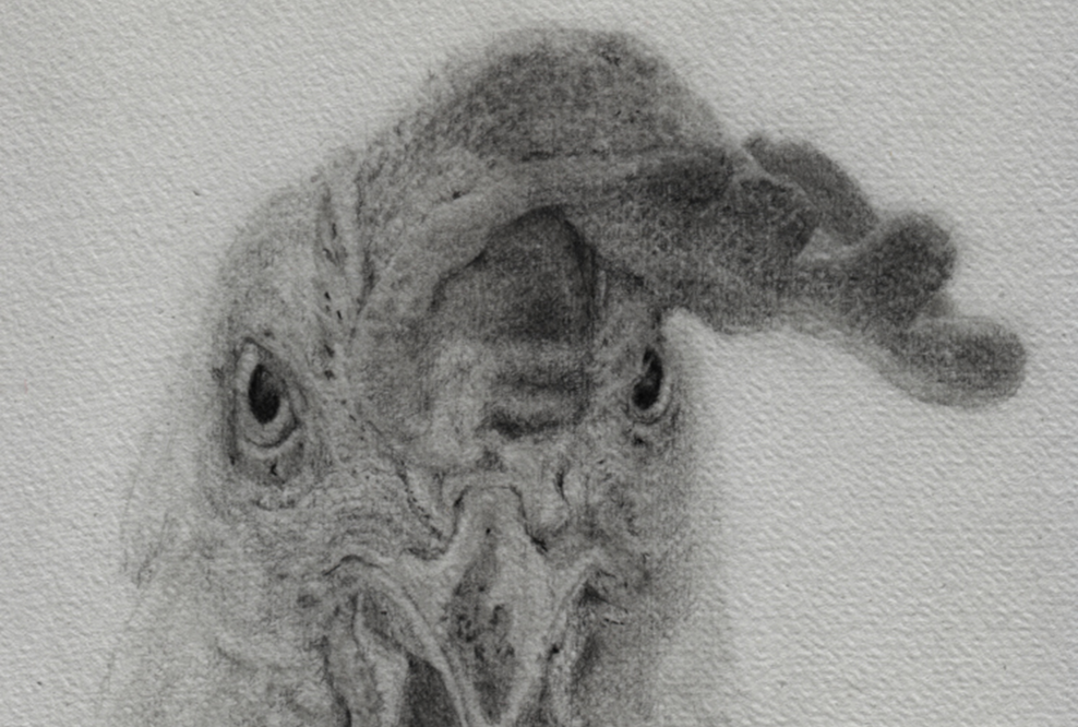 Portrait eines Huhnes, das den Betrachter angriffslustig mustert. Graphit auf Papier.