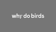 why do birds - Agentur aus Berlin