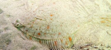 Fotoausstellung „Ostsee – Im Netz und unter Wasser“ auf dem Traditionsschiff