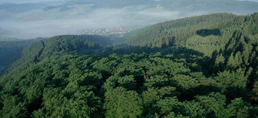 Bundesregierung bringt Waldklimafonds auf den Weg