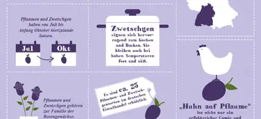 Infografik – Die Pflaumen- und Zwetschgensaison ist im vollen Gange