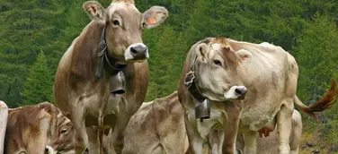 Stimmungsvoller Alpabzug in den Ossola-Tälern