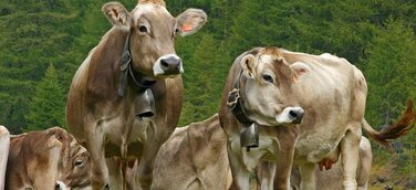 Stimmungsvoller Alpabzug in den Ossola-Tälern